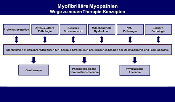 Therapiestrategien zur Behandlung Myofibrillärer Myopathien